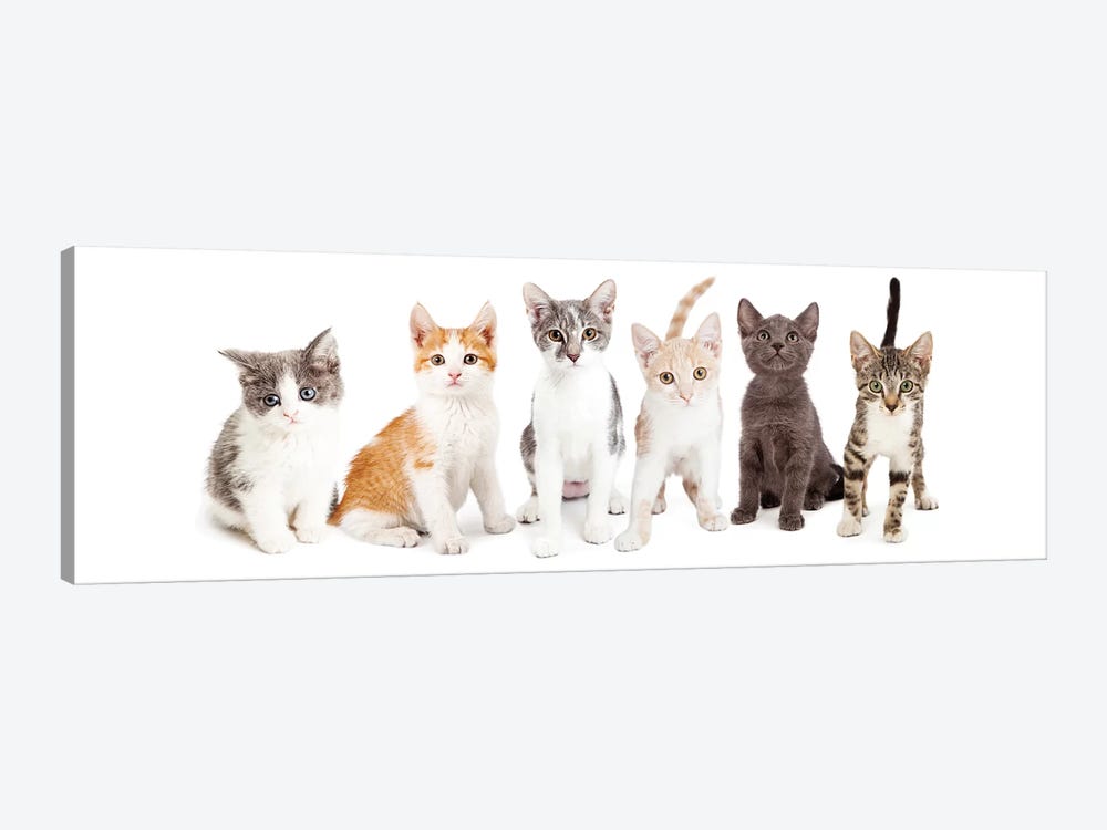 Row Of Cute Kittens Together by Susan Richey 1-piece Canvas Artwork