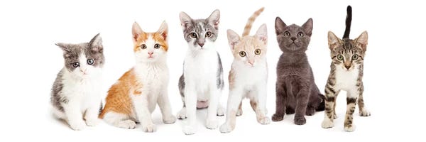Susan Richey: Row Of Cute Kittens Together by Susan Richey
