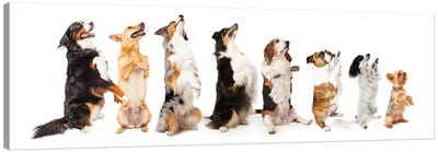 Row Of Dogs Sitting Up To Side Begging Canvas Art Print - Pet Mom