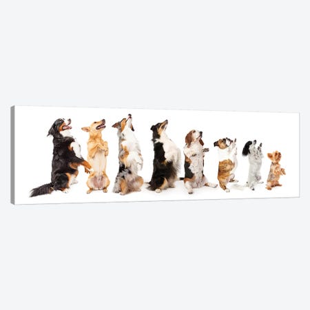 Row Of Dogs Sitting Up To Side Begging Canvas Print #SMZ132} by Susan Richey Canvas Artwork