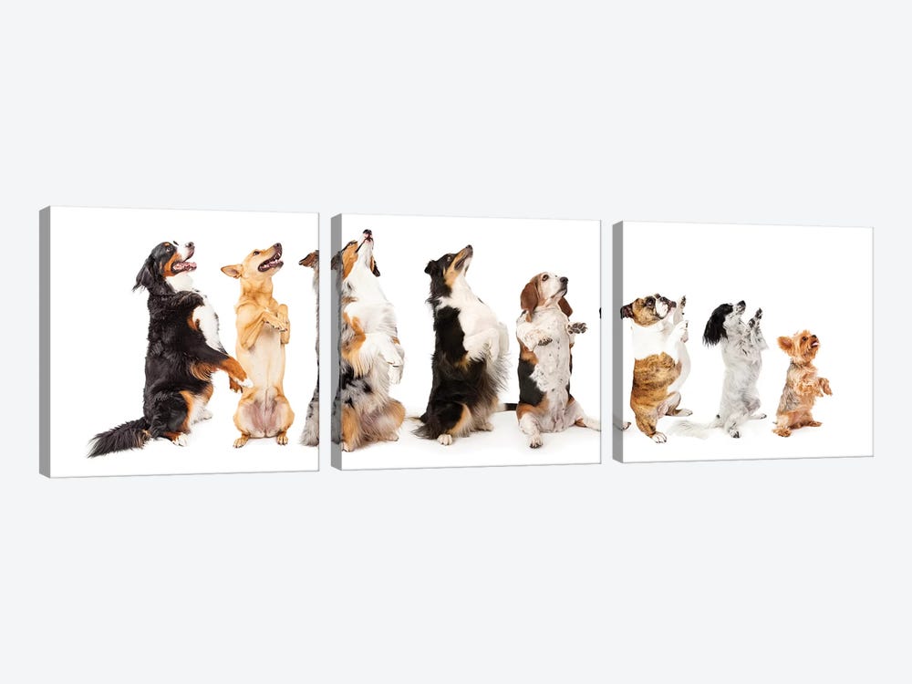 Row Of Dogs Sitting Up To Side Begging by Susan Richey 3-piece Art Print