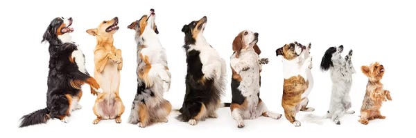 Susan Richey: Row Of Dogs Sitting Up To Side Begging by Susan Richey