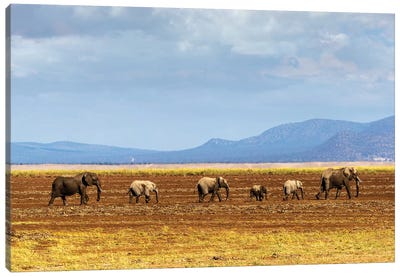 Row Of Elephants Walking In Dried Lake II Canvas Art Print - Susan Richey