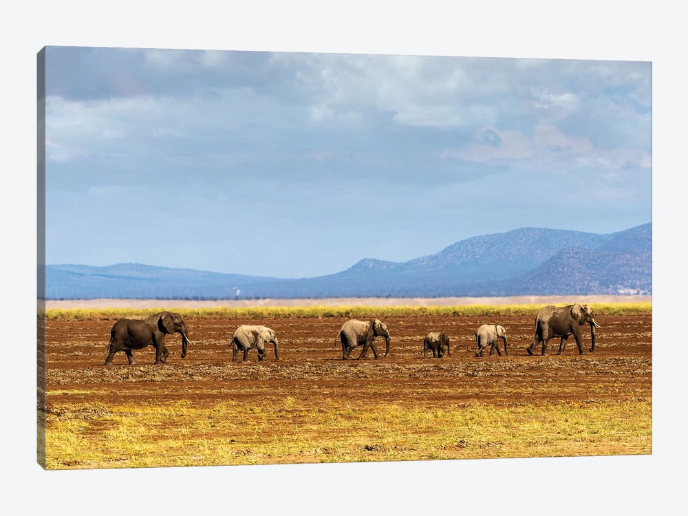 Row Of Elephants Walking In Dried Lake II by Susan Richey 1-piece Canvas Art