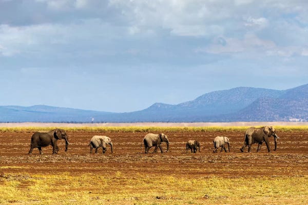 Susan Richey: Row Of Elephants Walking In Dried Lake II by Susan Richey