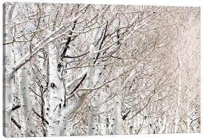 Row Of White Birch Trees Canvas Art Print - Birch Tree Art