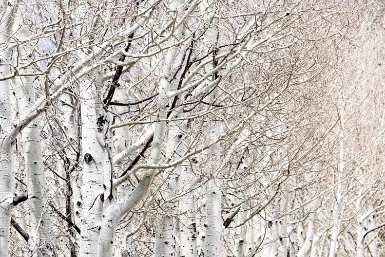 Row Of White Birch Trees