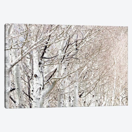 Row Of White Birch Trees Canvas Print #SMZ134} by Susan Richey Canvas Print