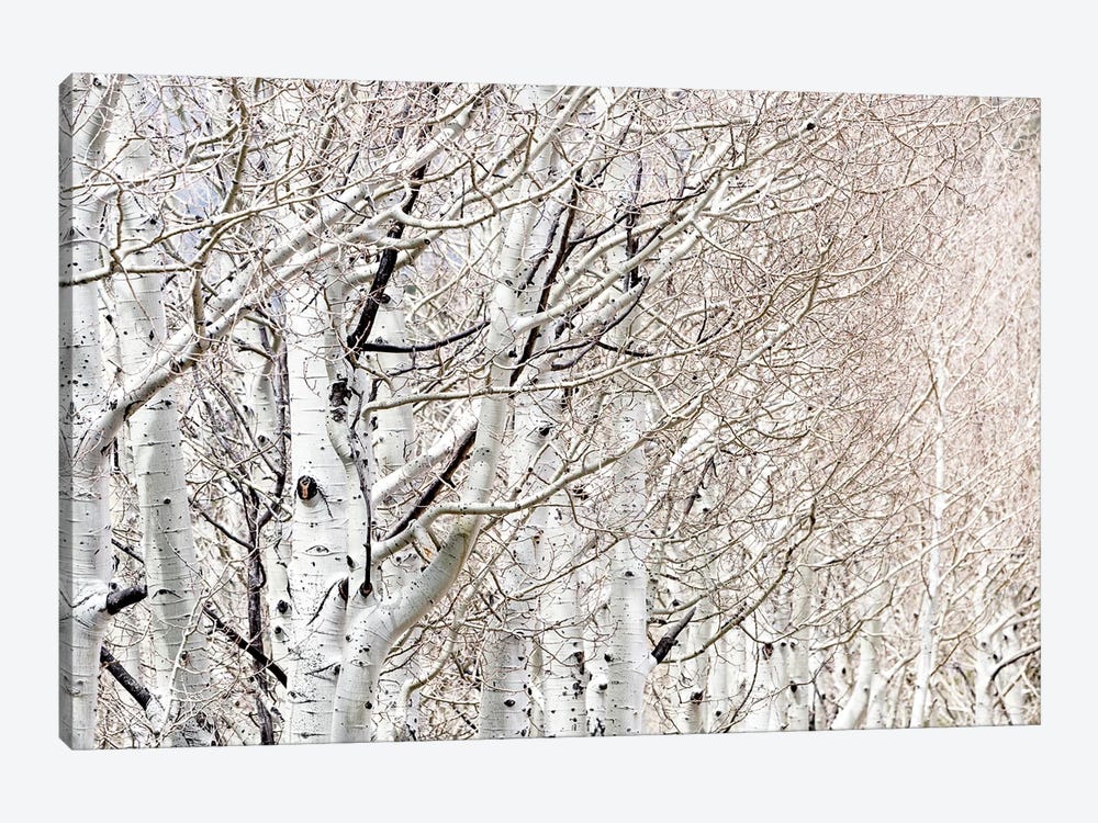 Row Of White Birch Trees by Susan Richey 1-piece Art Print