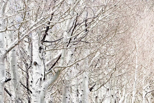 Birch Trees: Row Of White Birch Trees by Susan Richey
