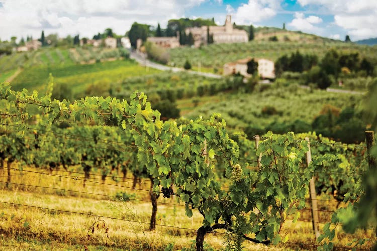 Rows Of Grapes In Tuscany Italy Vineyard