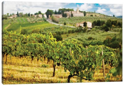 Rows Of Grapes In Tuscany Italy Vineyard Canvas Art Print - Vineyard Art