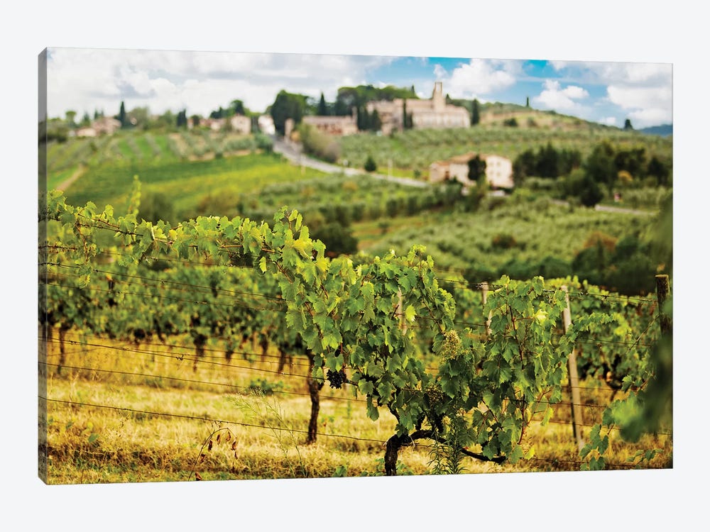 Rows Of Grapes In Tuscany Italy Vineyard by Susan Richey 1-piece Canvas Art Print