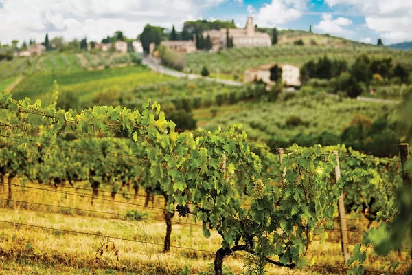 Vineyards: Rows Of Grapes In Tuscany Italy Vineyard by Susan Richey