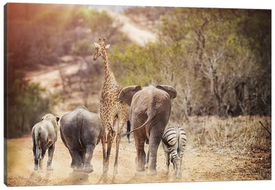Safari Animals Walking Away Down Path Canvas Art Print - Susan Richey