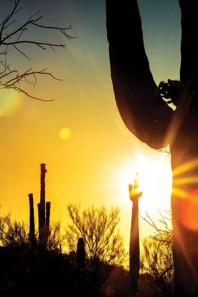 Saguaro Cactus Silhouette At Colorful Sunrise by Susan Richey framed wall art