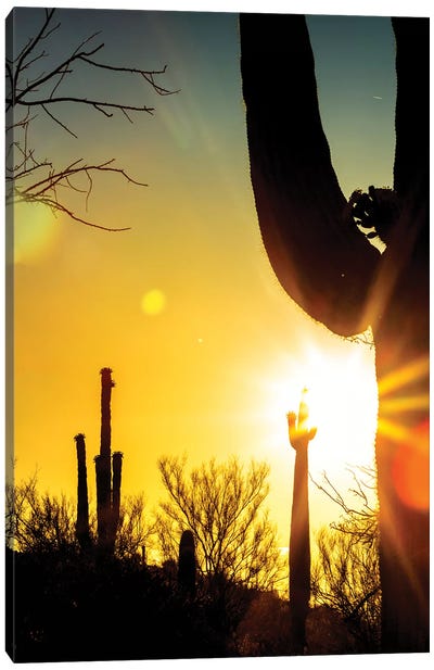 Saguaro Cactus Silhouette At Colorful Sunrise Canvas Art Print - Saguaro National Park Art