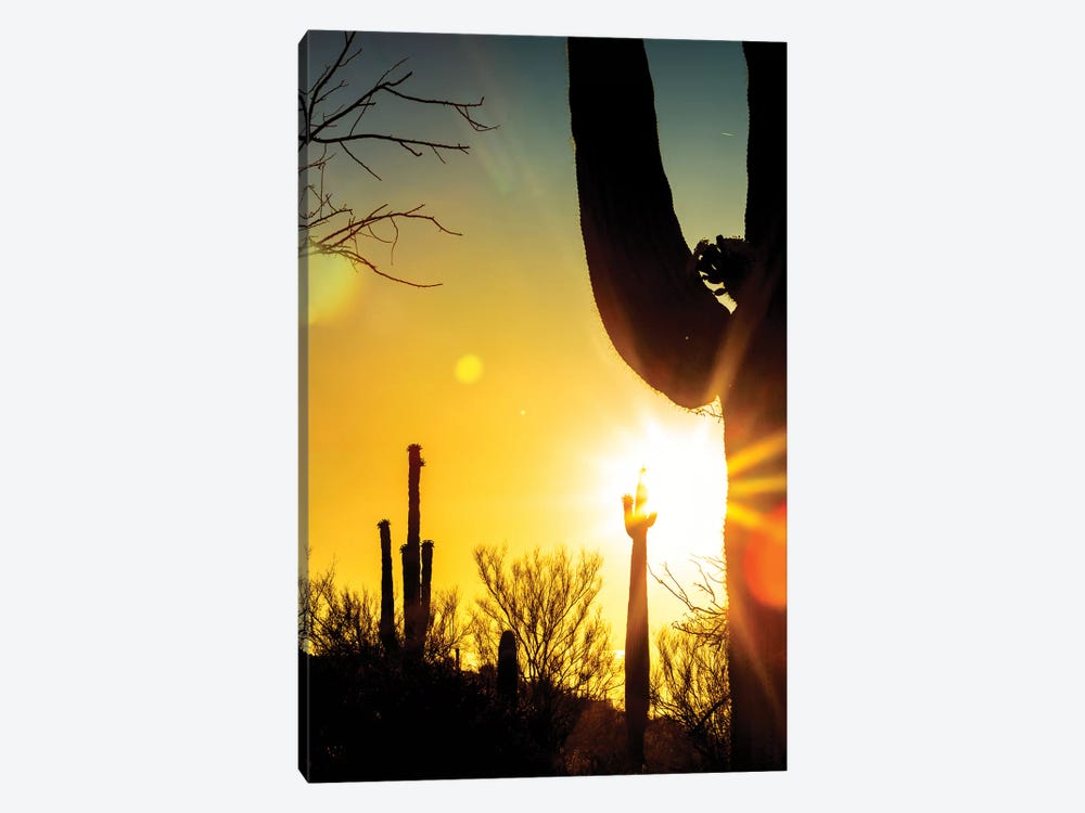 Saguaro Cactus Silhouette At Colorful Sunrise by Susan Richey 1-piece Canvas Artwork