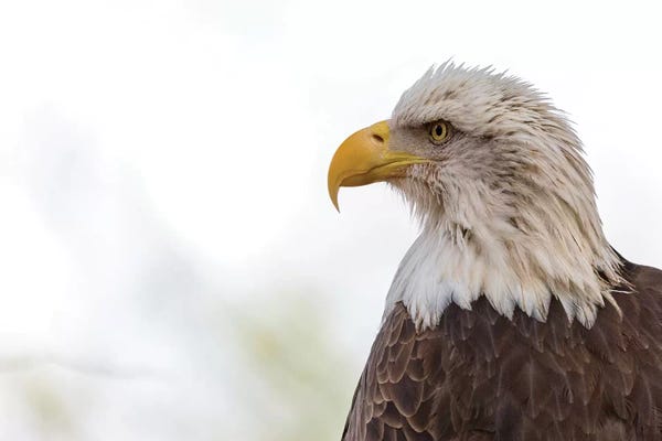 Susan Richey: American Bald Eagle Closeup Copy Space II by Susan Richey