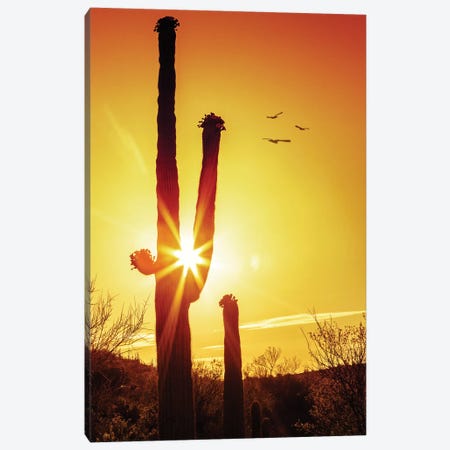Saguaro Cactus Silhouette At Sunrise Canvas Print #SMZ140} by Susan Richey Canvas Art Print