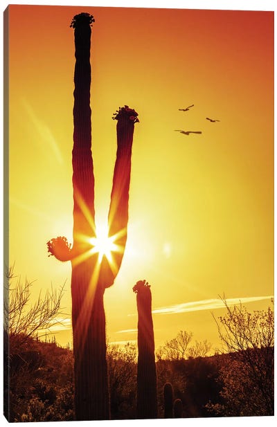Saguaro Cactus Silhouette At Sunrise Canvas Art Print - Saguaro National Park Art