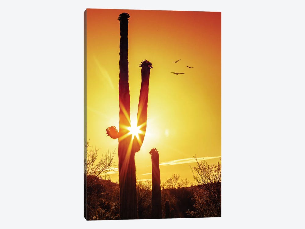 Saguaro Cactus Silhouette At Sunrise by Susan Richey 1-piece Canvas Wall Art