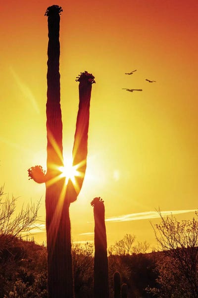 Saguaro Cactus Silhouette At Sunrise