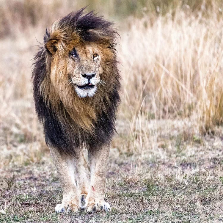 Scarface The Lion King