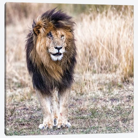Scarface The Lion King Canvas Print #SMZ141} by Susan Richey Art Print