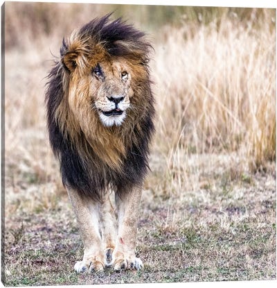 Scarface The Lion King Canvas Art Print - Susan Richey