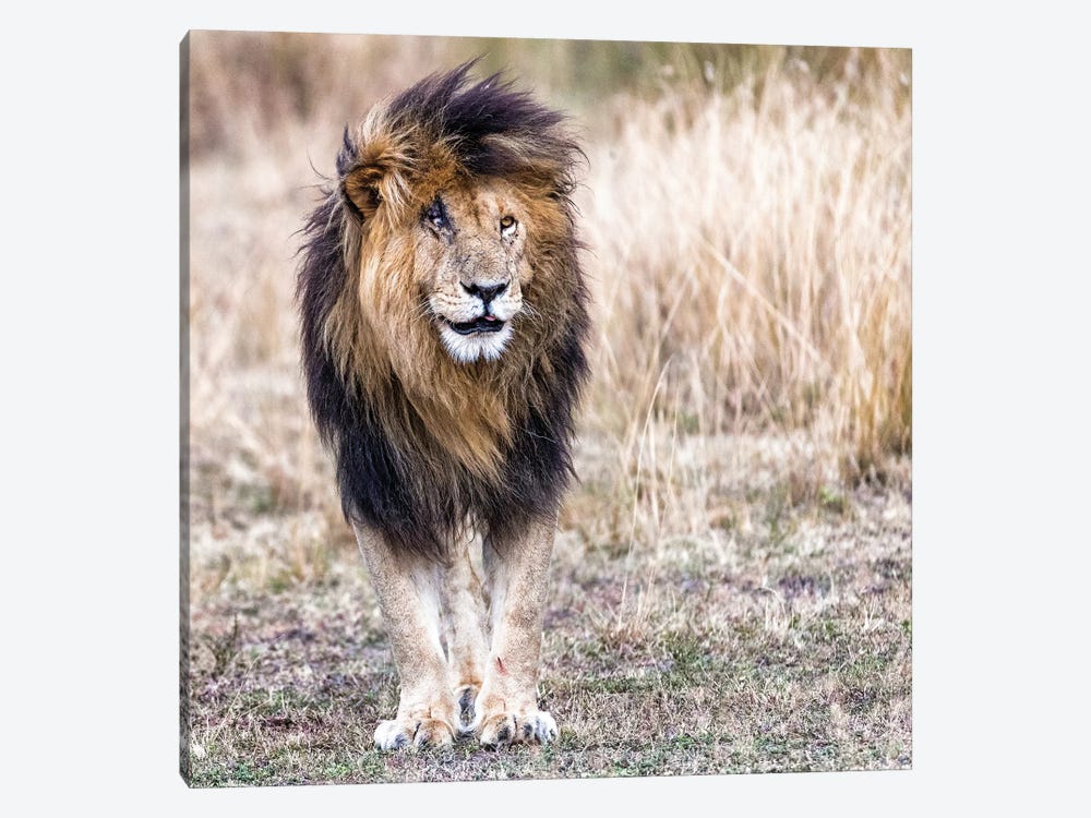 Scarface The Lion King by Susan Richey 1-piece Art Print