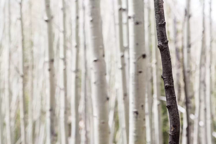 Single Black Birch Tree Trunk