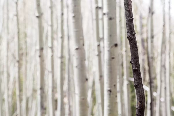 Single Black Birch Tree Trunk