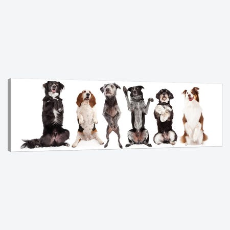 Six Dogs Standing Forward Together Begging Canvas Print #SMZ143} by Susan Schmitz Canvas Print