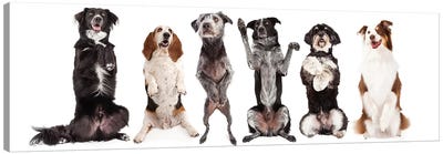 Six Dogs Standing Forward Together Begging Canvas Art Print - Dog Photography