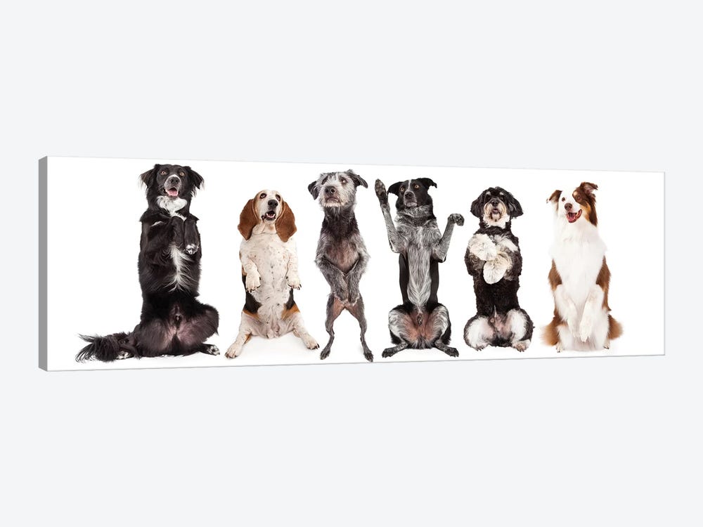 Six Dogs Standing Forward Together Begging by Susan Richey 1-piece Art Print