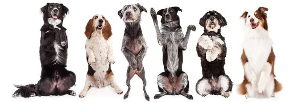 Susan Richey: Six Dogs Standing Forward Together Begging by Susan Richey