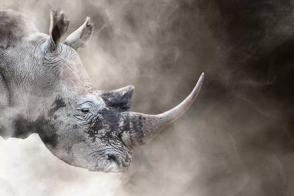 Susan Richey: Southern White Rhino In The Dust by Susan Richey