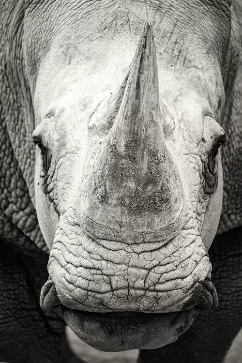 Southern White Rhinoceros Closeup Black And White