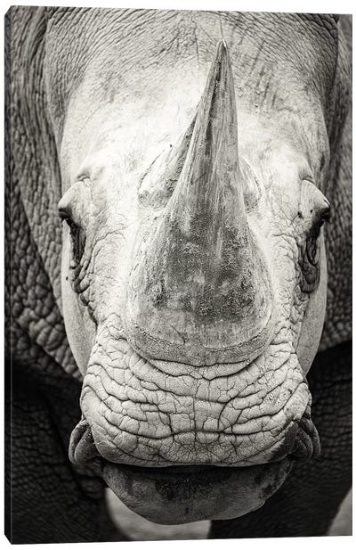 Southern White Rhinoceros Closeup Black And White Canvas Art Print - Susan Richey