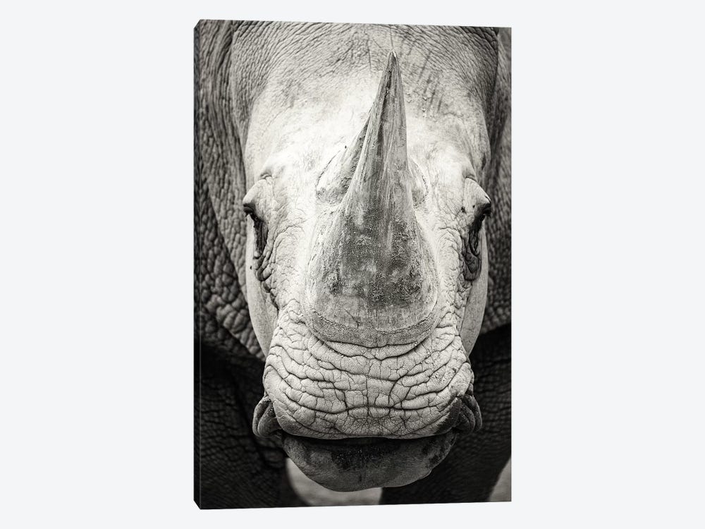 Southern White Rhinoceros Closeup Black And White by Susan Richey 1-piece Art Print