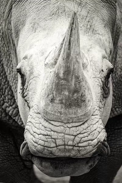 Susan Richey: Southern White Rhinoceros Closeup Black And White by Susan Richey