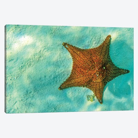 Starfish In Sea With Copy Space Canvas Print #SMZ149} by Susan Richey Art Print