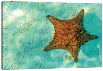 Starfish In Sea With Copy Space Canvas Art Print - Starfish Art