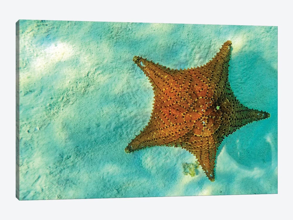 Starfish In Sea With Copy Space by Susan Richey 1-piece Art Print