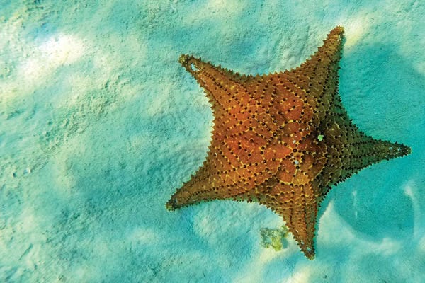Susan Richey: Starfish In Sea With Copy Space by Susan Richey