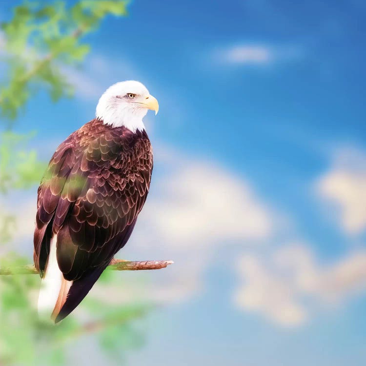 American Bald Eagle Perched On Tree