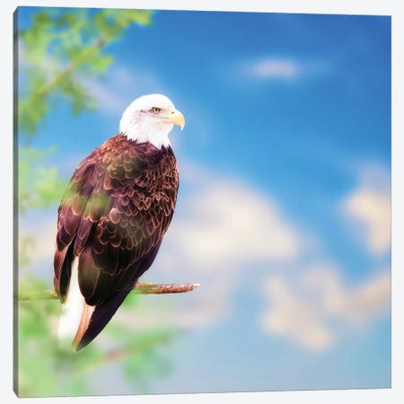 American Bald Eagle Perched On Tree Canvas Print #SMZ14} by Susan Richey Canvas Wall Art