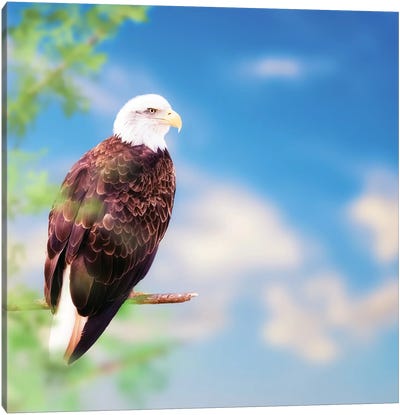 American Bald Eagle Perched On Tree Canvas Art Print - Susan Richey