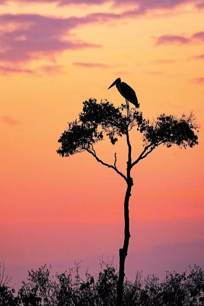 Stork On Acacia Tree In Africa At Sunrise by Susan Richey art print